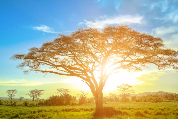 Welcome | The Acacia Tree