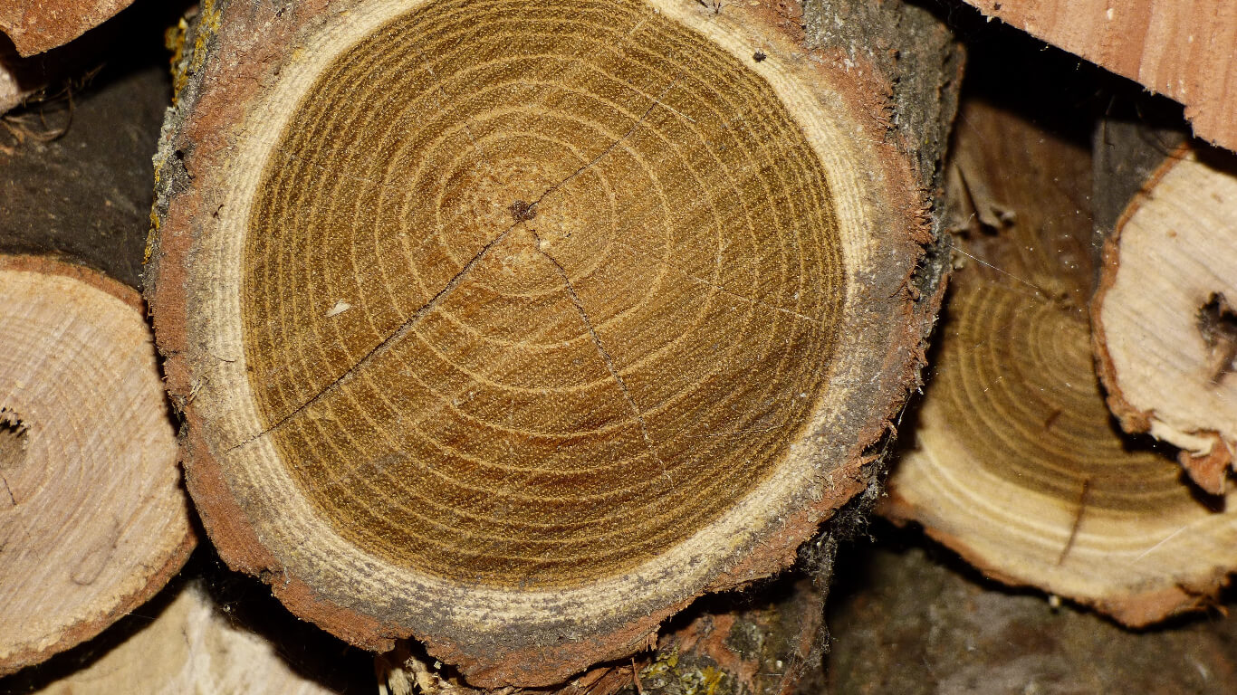 Ateca Tree About the tree | The Acacia Tree